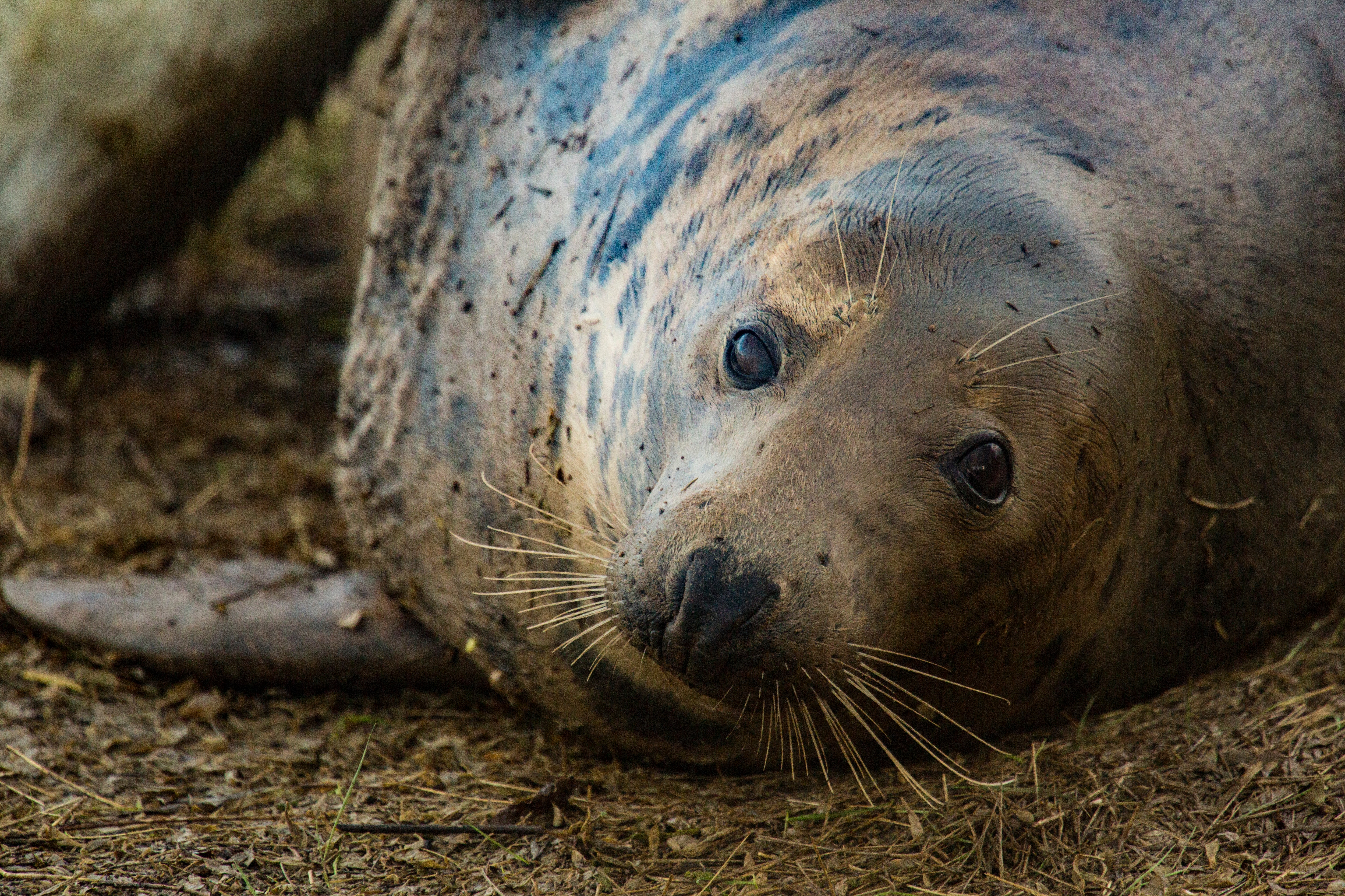 Seal