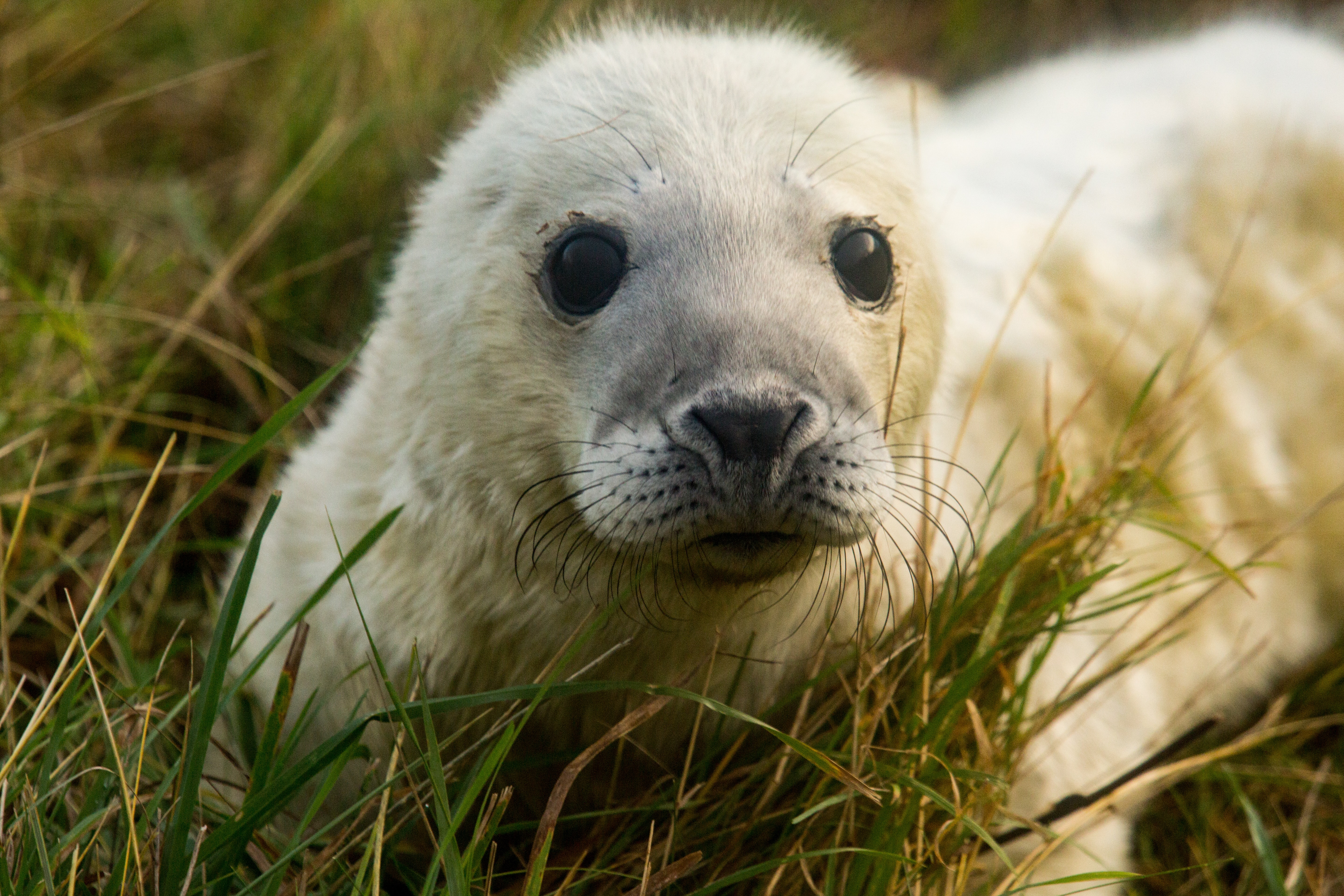 Seal